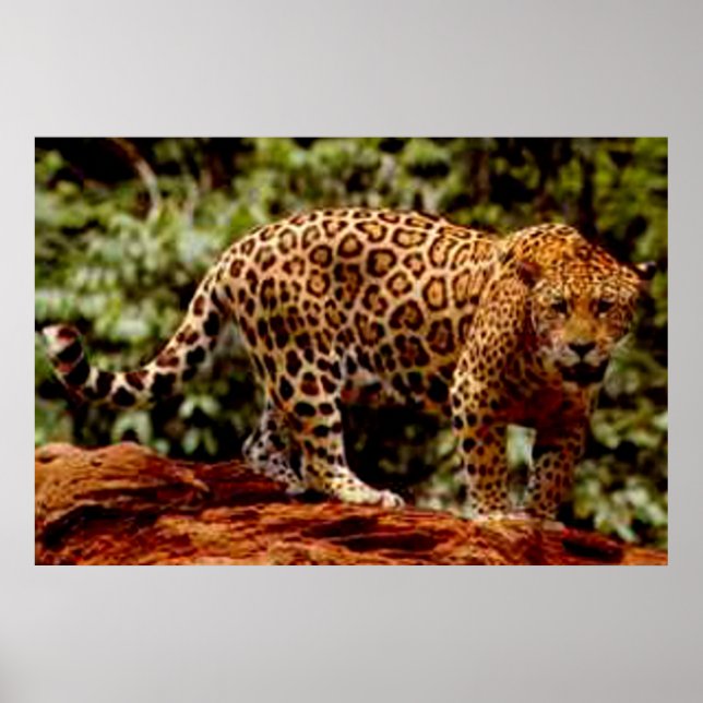 Jaguar Poster (Framsidan)