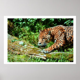 Jaguar Poster