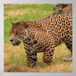Jaguar Poster Skriv ut