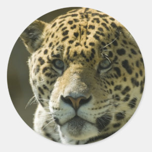 Jaguar Runt Klistermärke