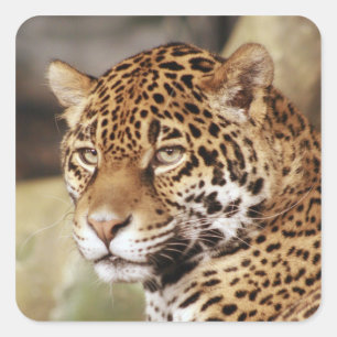 Jaguar Sticker Fyrkantigt Klistermärke