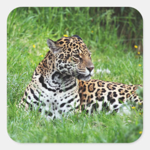 Jaguar Sticker Fyrkantigt Klistermärke
