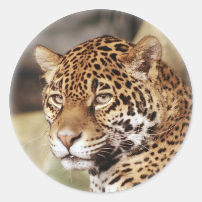Jaguar Sticker Runt Klistermärke (Framsida)
