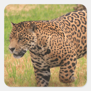 Jaguar Stickers Fyrkantigt Klistermärke
