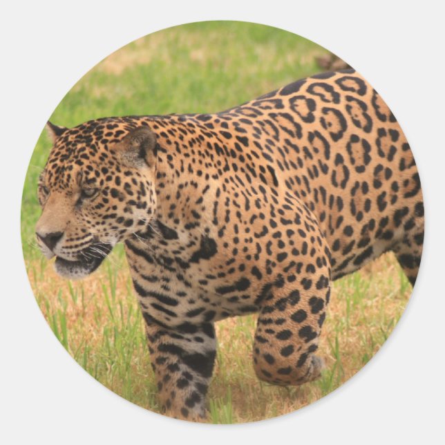 Jaguar Stickers Runt Klistermärke (Framsida)