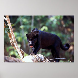Jaguar, svart fas (Panthera onca) Poster