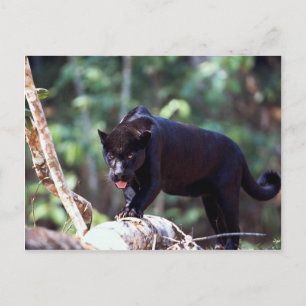 Jaguar, svart fas (Panthera onca) Vykort
