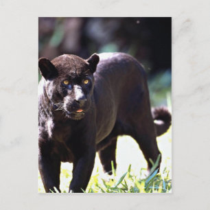 Jaguar, svart fas (Panthera onca) Vykort