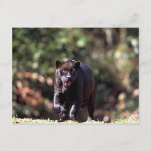 Jaguar, svart fas (Panthera onca) Vykort