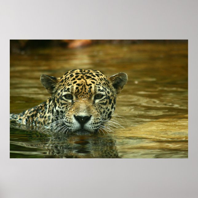Jaguar Swimming Photo Poster (Framsidan)