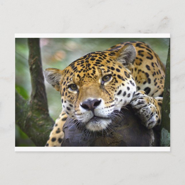 Jaguar-uppmjukning i träd vykort (Framsida)