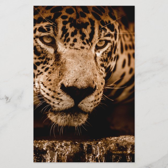 jaguar vatten stalking öga (Framsida)