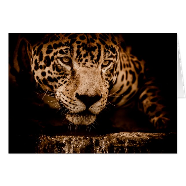 jaguar vatten stalking öga hälsningskort (Framsidan Horizontal)