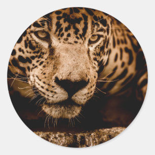 jaguar vatten stalking öga runt klistermärke