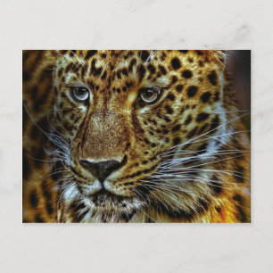 Jaguar Vykort