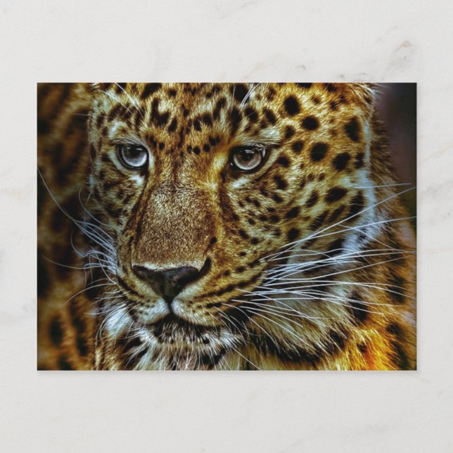Jaguar Vykort (Framsida)