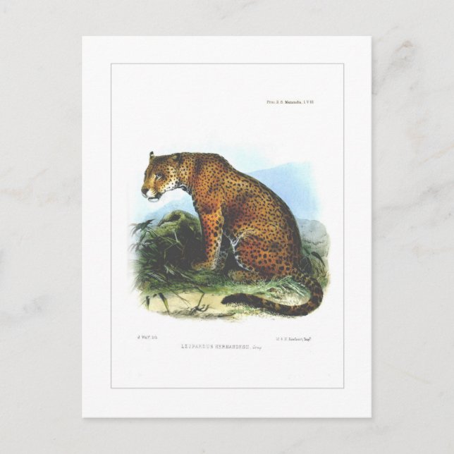 Jaguar Vykort (Framsida)