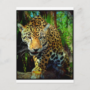 Jaguar Vykort