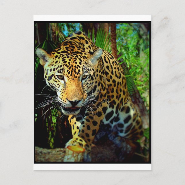 Jaguar Vykort (Framsida)