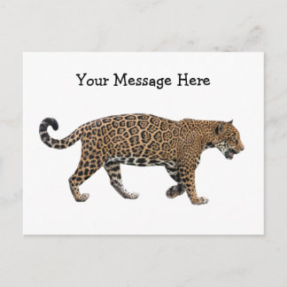 Jaguar Vykort