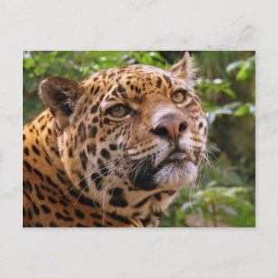 Jaguar Vykort