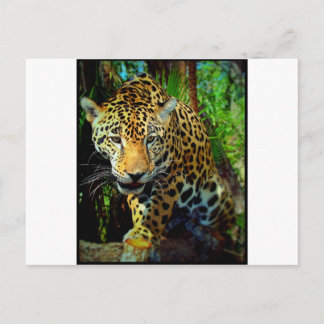 Jaguar Vykort