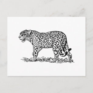 Jaguar Vykort