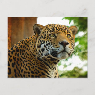 Jaguar Vykort