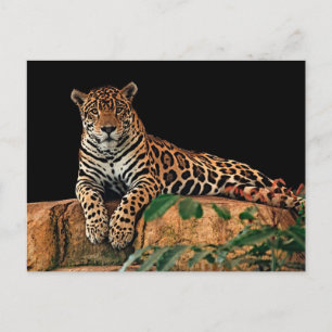 Jaguar Vykort