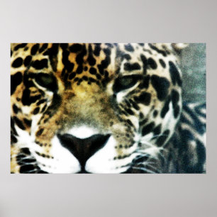 Jaguaraffisch Poster