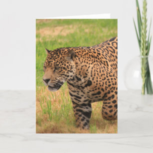 Jaguarhälsningkort Kort
