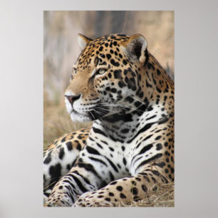 Jaguarklassikeraffisch -40x60 - annat poster