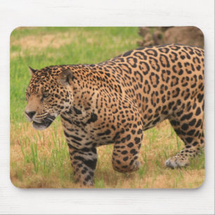 Jaguarmusen vadderar musmatta