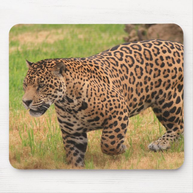 Jaguarmusen vadderar musmatta (Framsidan)