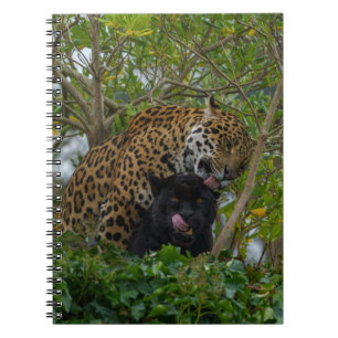 Jaguars i Kärlek Anteckningsbok