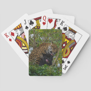 Jaguars i Kärlek Casinokort