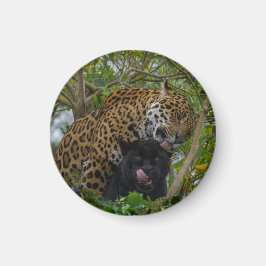 Jaguars i Kärlek Magnet