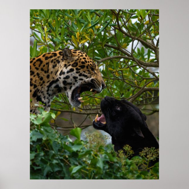 Jaguars i Kärlek Poster (Framsidan)