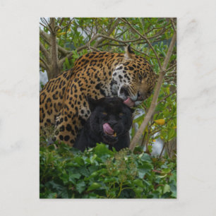 Jaguars i Kärlek Vykort