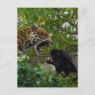 Jaguars i Kärlek Vykort