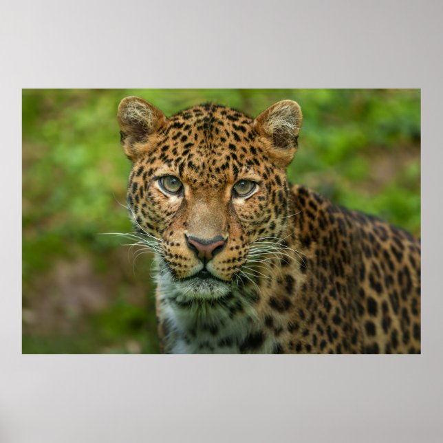 Jaguars intensitet poster (Framsidan)