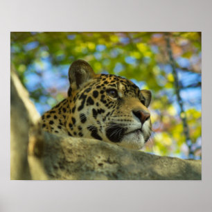 Jaguartryck Poster