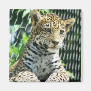 Jaguarunge Magnet
