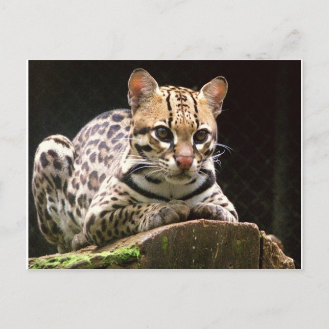 Jaguatirica Vykort (Framsida)