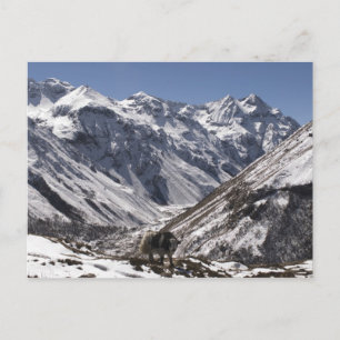 Jak nära Mt. Jhomolari, Jangothang Jigme Dorji Vykort