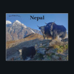 Jakar i Nepal Vykort<br><div class="desc">Detta vykort visar jakar vid Mardi Himal Base Camp i Lumie,  Nepal. Foto: Sanjay Hona,  2019. 

Njut av ditt nya vykort med Jakar i Nepal!</div>