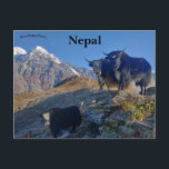 Jakar i Nepal Vykort<br><div class="desc">Detta vykort visar jakar vid Mardi Himal Base Camp i Lumie,  Nepal. Foto: Sanjay Hona,  2019. 

Njut av ditt nya vykort med Jakar i Nepal!</div>