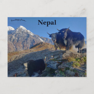 Jakar i Nepal Vykort