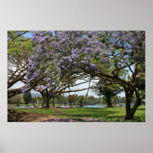 Jakaranda i blom poster