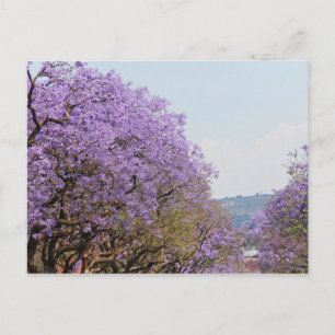 Jakaranda Lila Flower Träd, SydAfrikan Vykort